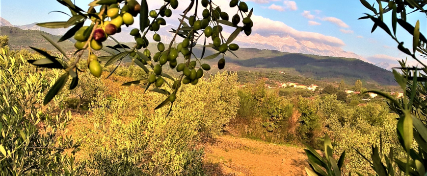 branches full of olives and olive trees in the foreground, foothills and mountains in the distant background