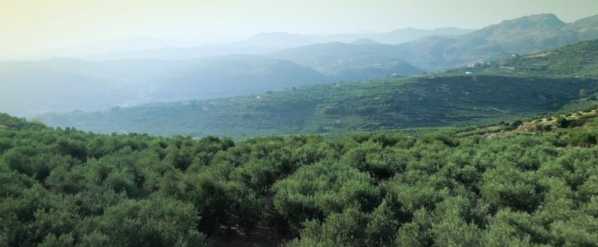 a landscape with olive groves and hills
