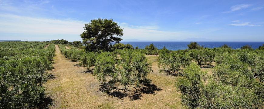 olive groves, sea, and sky
