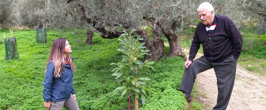 A man on the right looking over an intercropped avocado tree in an olive grove, talking with a woman downhill on the left