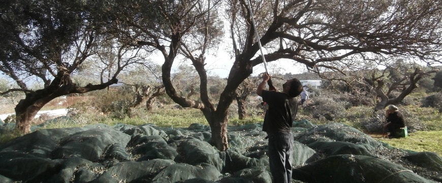 Family olive harvest with major pruning (in the background)