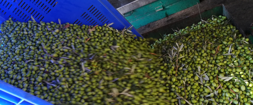 harvested olives pouring from a crate