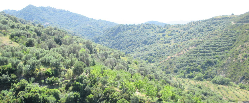 Green tree covered hills at the Botanical Park of Crete