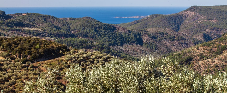 olive groves, hills, and the sea in the distance