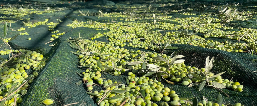 green harvested olives on nets in the olive grove