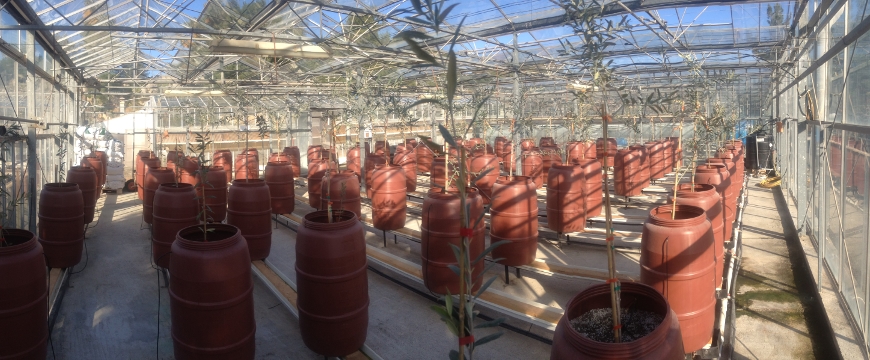wide angle photo of small olive trees in the greenhouse on a sunny day