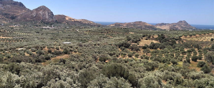 olive grove landscape by the sea in southern Crete