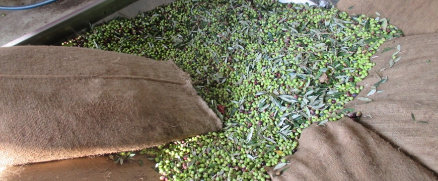olives dumped into a hopper at the mill at Anoskeli