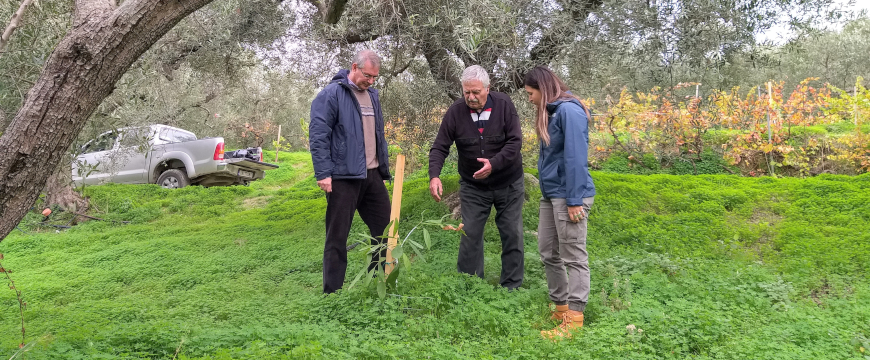 Three people looking down at a young avocado tree in an olive grove
