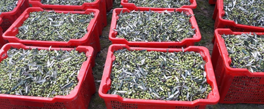 Terra Creta's plastic baskets full of harvested olives