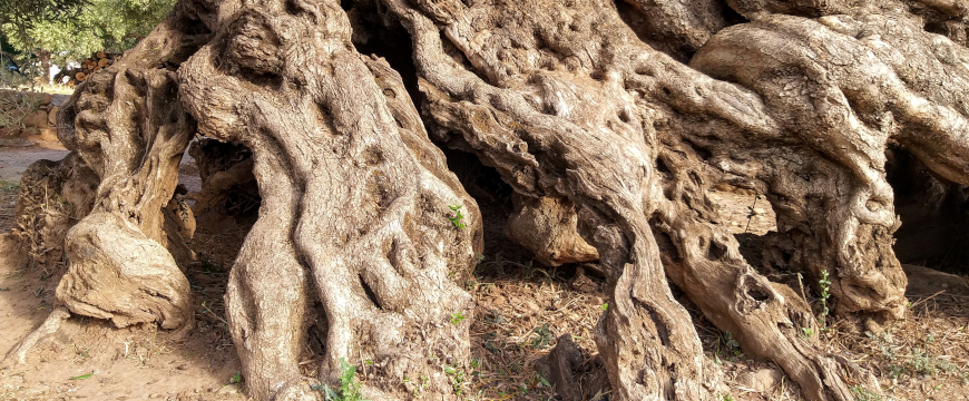 a closeup of part of the based of the ancient olive tree of Vouves