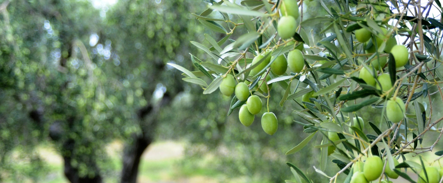 Green olives on a tree in an olive grove