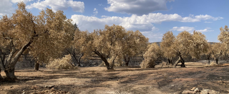 burned olive trees with blue sky and clouds behind them