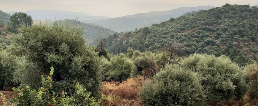 olive groves on a cloudy day