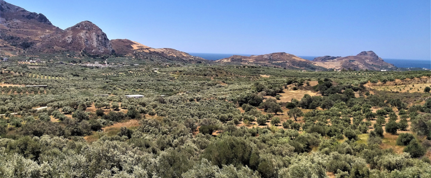 olive groves in Southern Crete, with the sea in the background