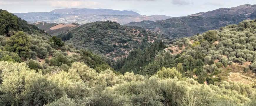 rolling hills covered with olive groves, some in the sun, some under clouds