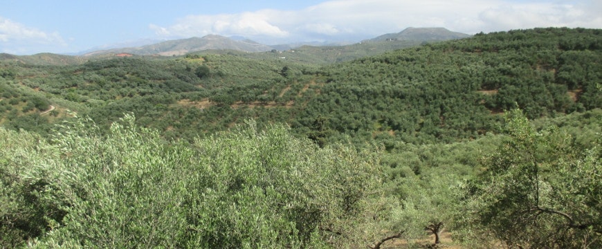 Olive groves in Crete