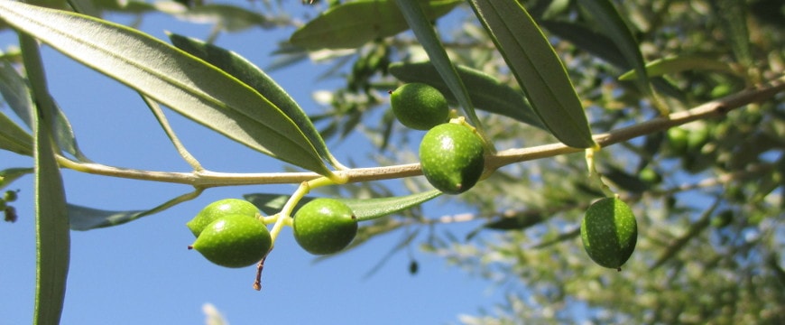 Olives and olive leaves on a branch against a bright blue sky