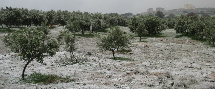snowy olive grove in Crete