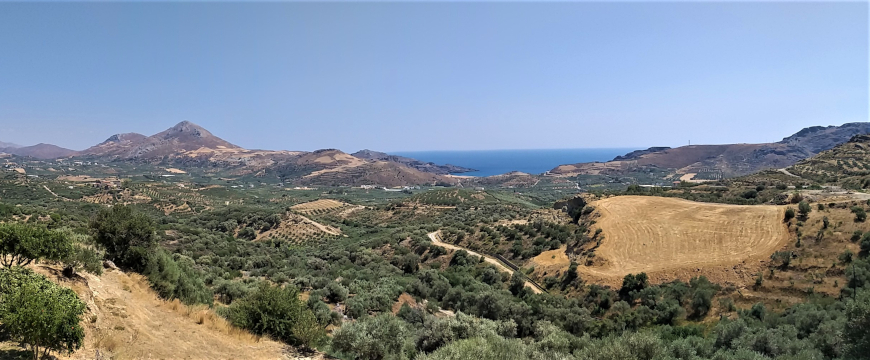 olive grove landscape by the sea in southern Crete