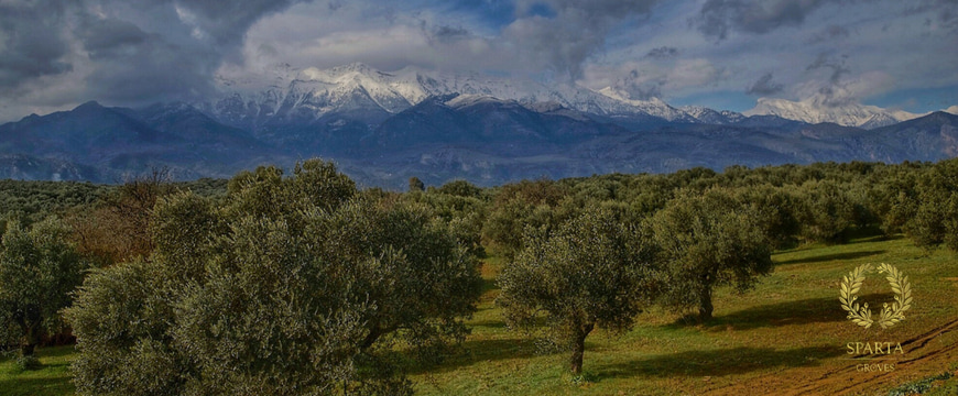 olive groves in the foreground, snowy mountains in the background with cloud covered tops, the Sparta Groves logo in the lower right corner