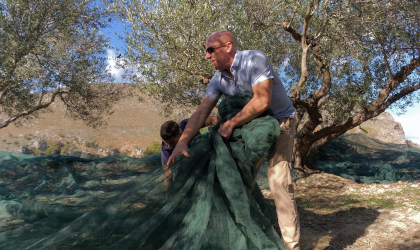 a man lifting a huge green net with harvested olives, under olive trees
