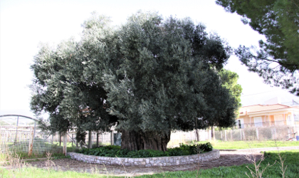 monumental olive tree of Kalamata