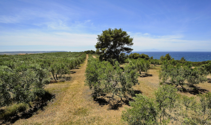 Olive groves with the sea on the right and the blue sky behind them