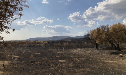 burned landscape with olive trees, bare ground, blue sky