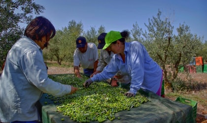 several people hand sorting green olives at a table in an olive grove