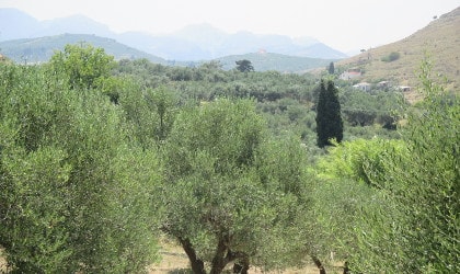 Olive groves in PDO Kolymvari with faint hills in the background