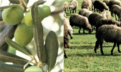 a closeup of olives growing on a tree on the left, and sheep grazing on the right