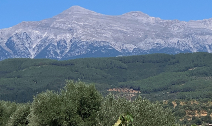 Olive groves in the foreground, with Mount Taygetus in the background