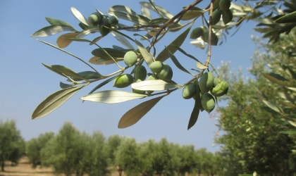 closeup of a branch with several green olives and bits of other trees in the olive grove in the background