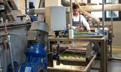 Eftychis Androulakis sorting olives amidst olive mill machinery