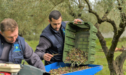 Olive Temple workers sorting harvested olives in the grove