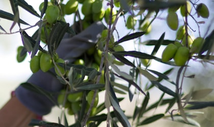 green olives on a tree, with a gloved hand grasping a branch