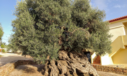 the ancient olive tree of Vouves, Crete (as much of the trunk and crown as the space for the photo allows)