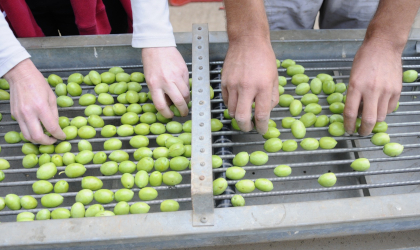 Four hands sorting large green olives