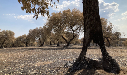 burned olive trees on bare ground, one in the right foreground with a large hole in it
