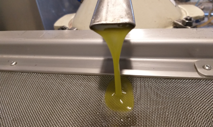 fresh olive oil streaming from a pipe and flowing through a filtering screen in an olive mill