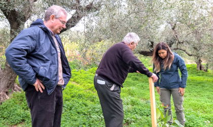 three people looking at a small avocado tree planted in an olive grove
