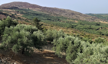 olive groves and hills in Crete