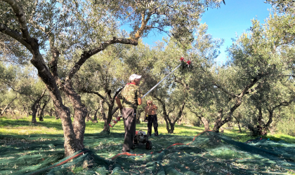 two men harvesting olives in a grove using hand-held harvesters