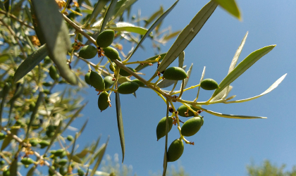 a branch with young olives growing on a tree, with blue sky behind them