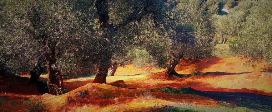olive trees with orange nets beneath them