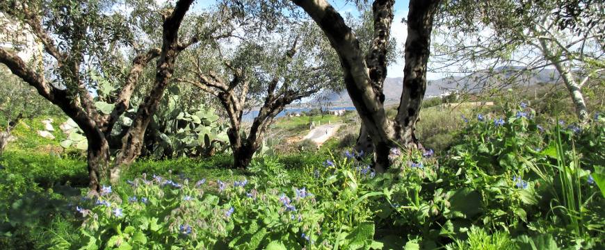 upside down blue borage flowers under olive trees