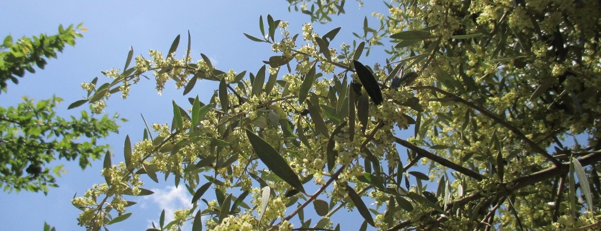 olive branches