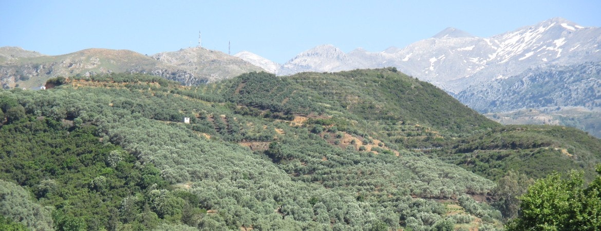 olive groves on hills