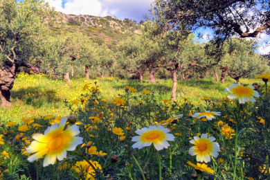 Daisies.in.grove390x260_181614-EFFECTS
